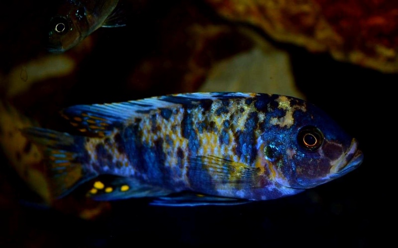 Maylandia zebra 'Chizumulu Island'